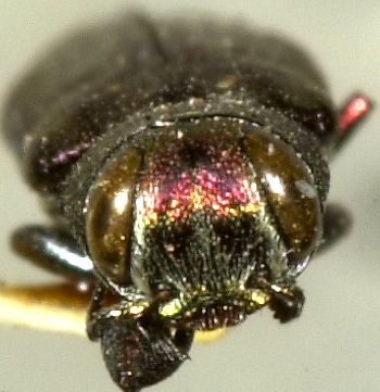 Media type: image;   Entomology 24441 Aspect: head frontal view